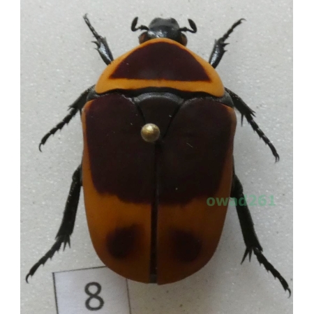 Pachnoda marginata peregrina Kolbe, 1906 ex. ovo Czad8